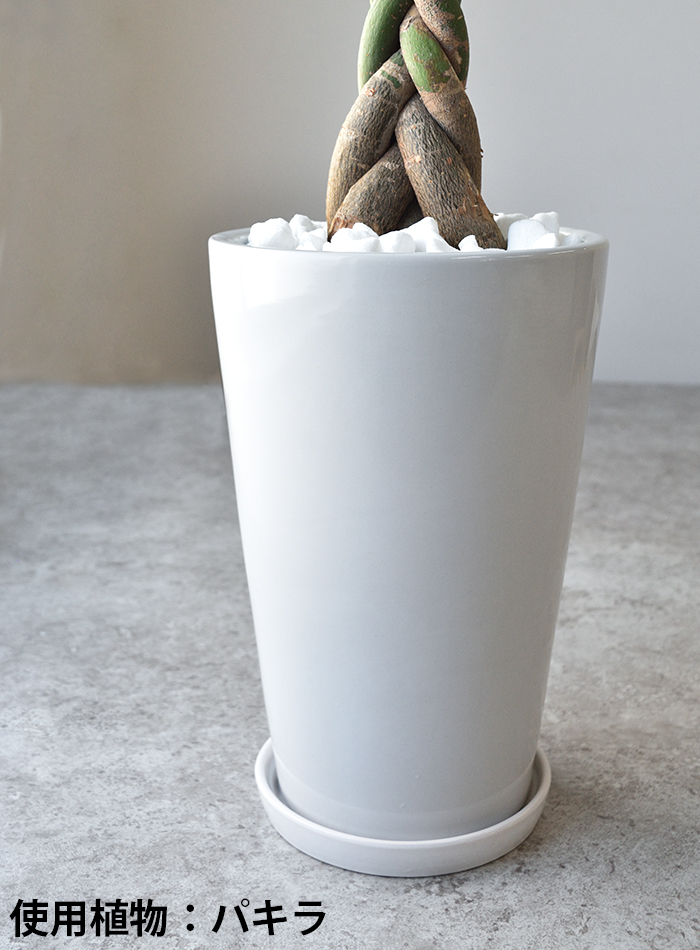 フィカス・アルテシーマ・バリエガタ