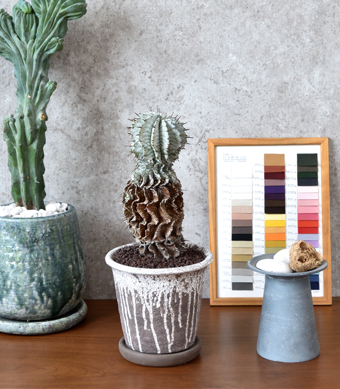 ユーフォルビア・ホリダ