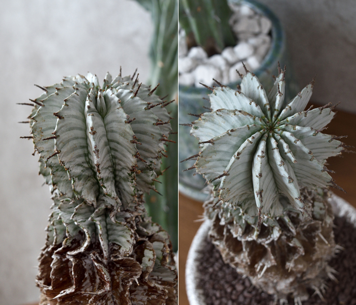 ユーフォルビア・ホリダ