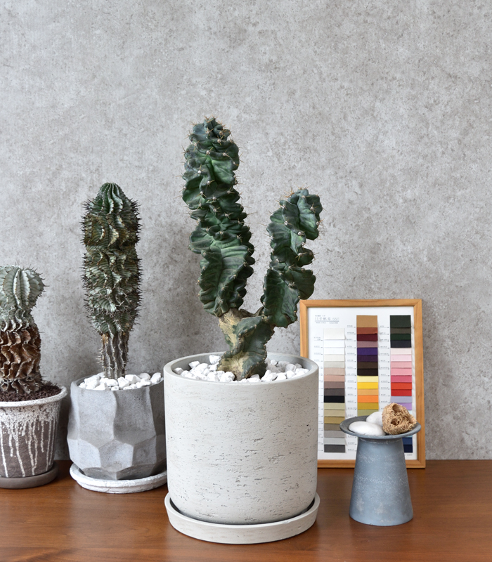 セレウス ペルビアナス スピラリス