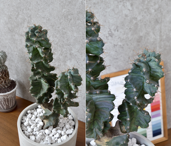 セレウス ペルビアナス スピラリス