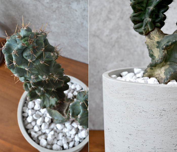 セレウス ペルビアナス スピラリス