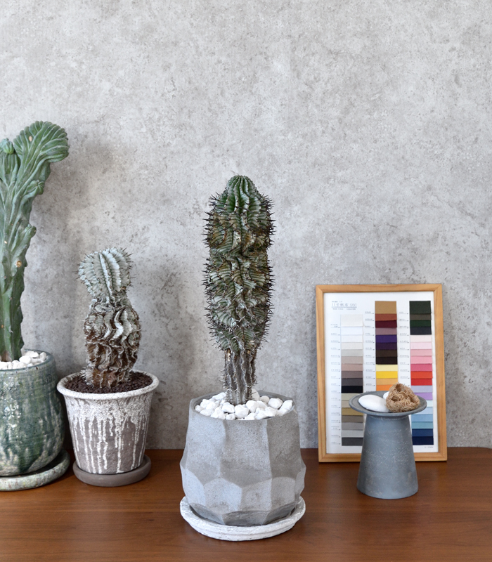 ユーフォルビア・ホリダ・ゼブラ