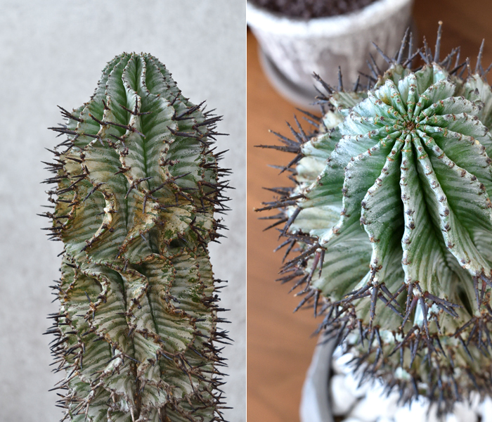 ユーフォルビア・ホリダ・ゼブラ