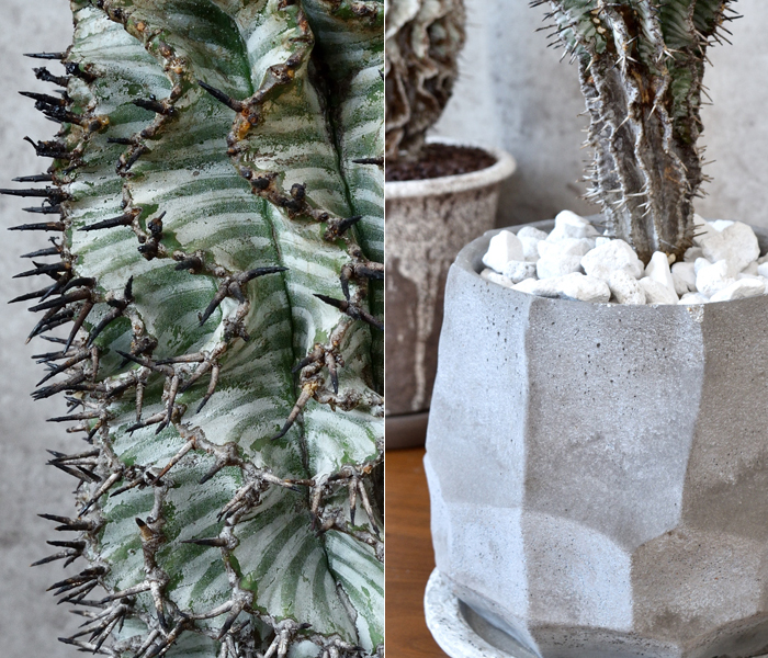 ユーフォルビア・ホリダ・ゼブラ