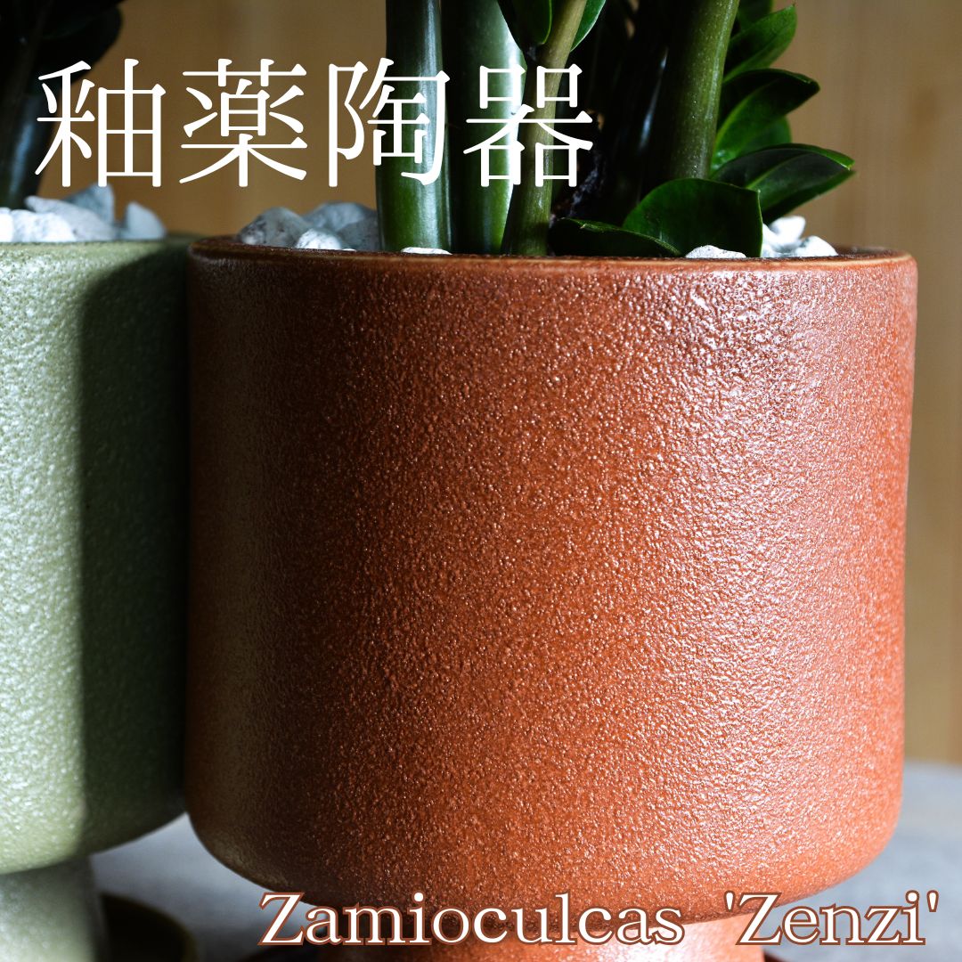 ザミオクルカスゼンジー