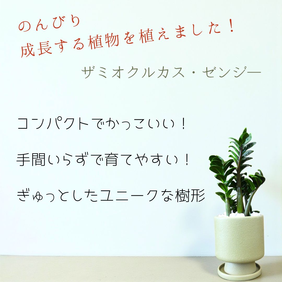 ザミオクルカスゼンジー