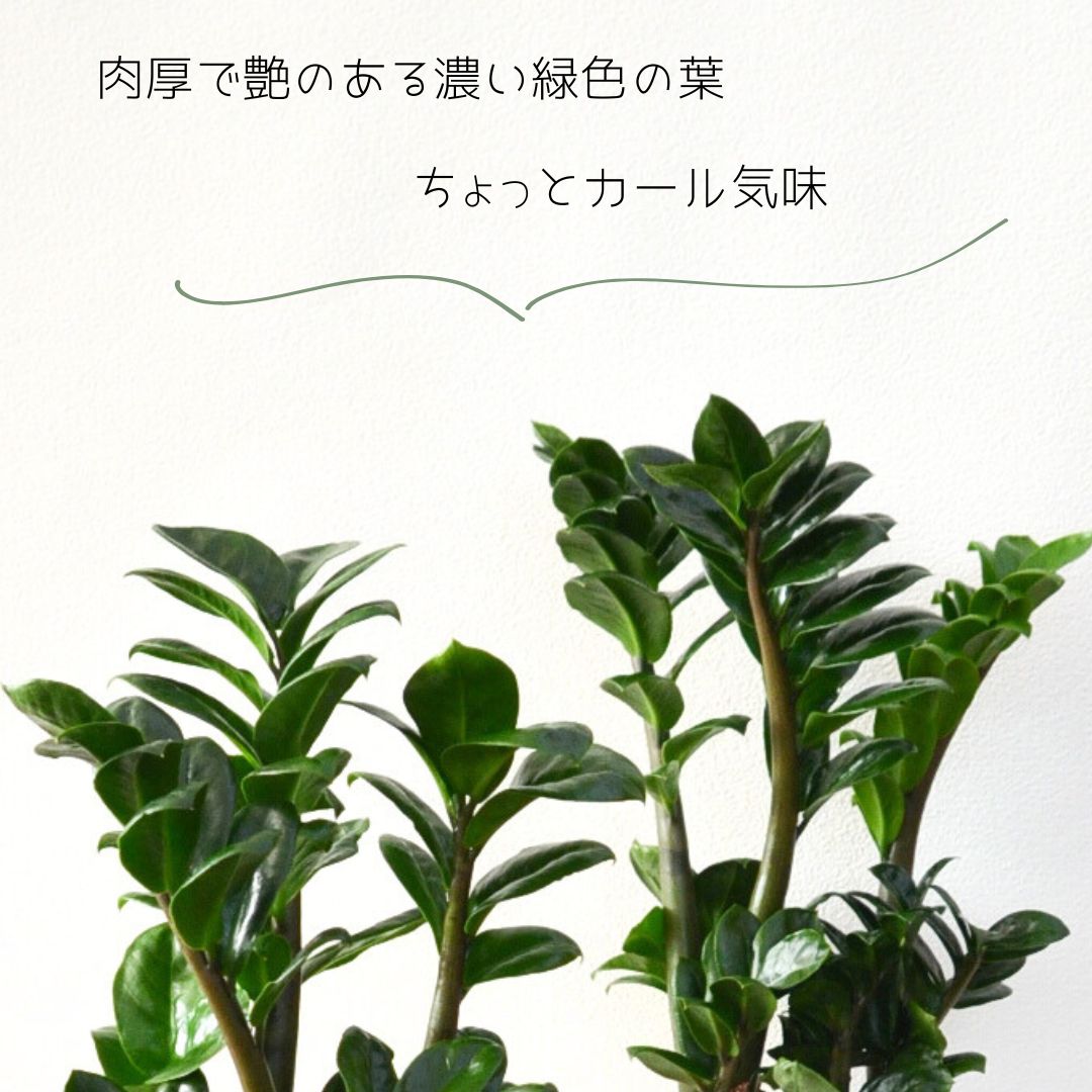 ザミオクルカスゼンジー