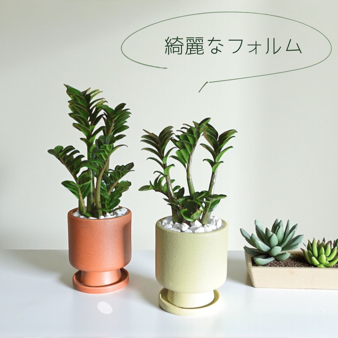 ザミオクルカスゼンジー