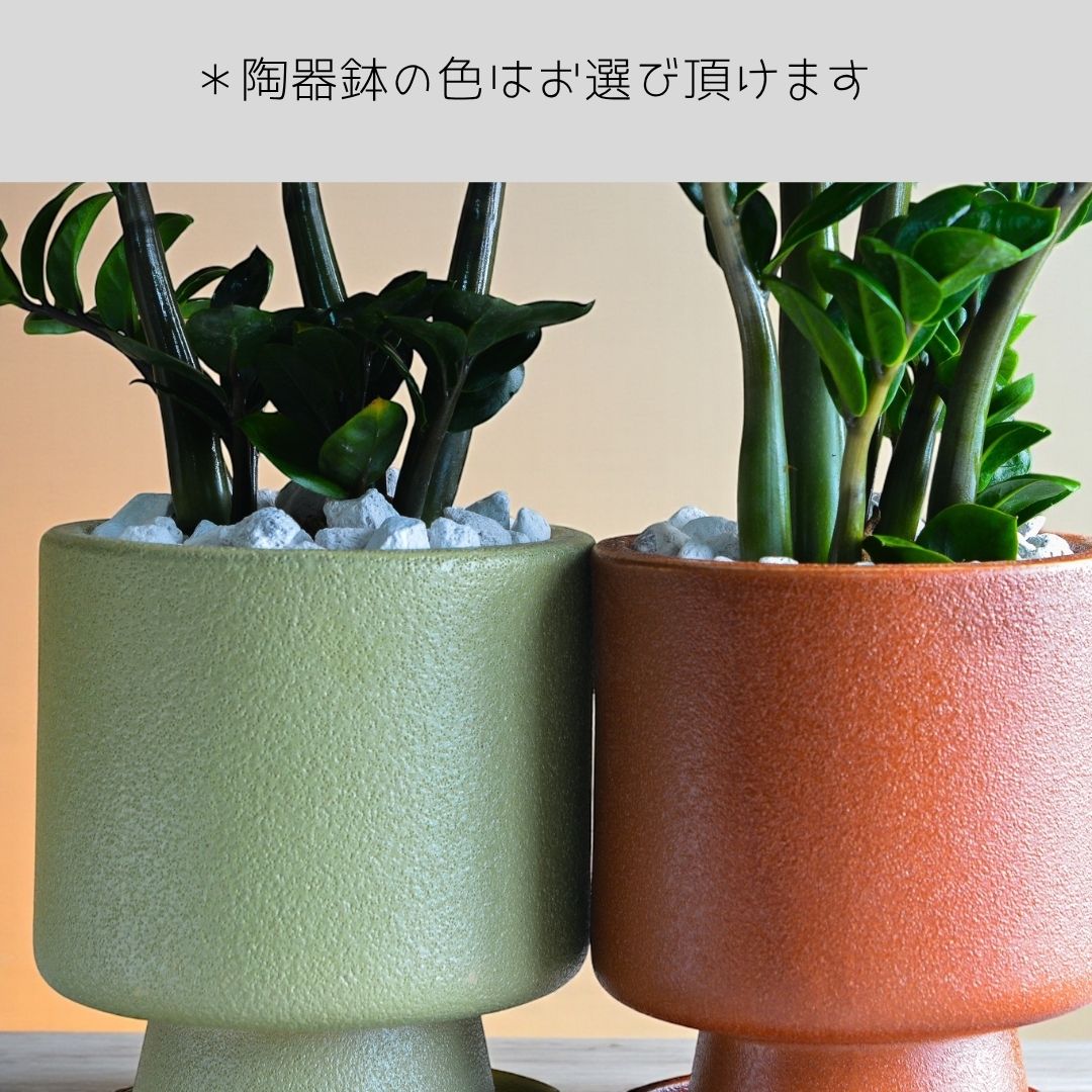 ザミオクルカスゼンジー