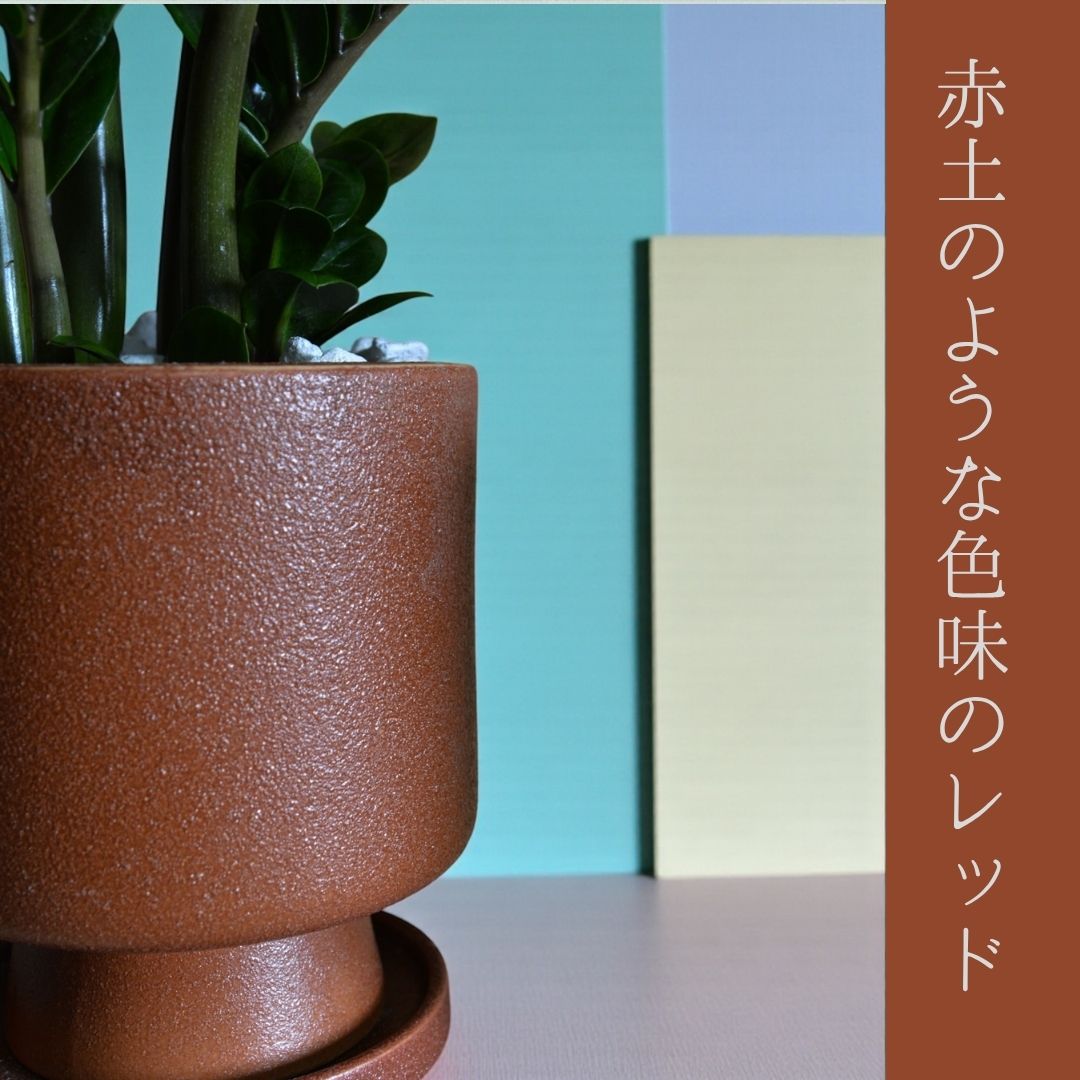 ザミオクルカスゼンジー