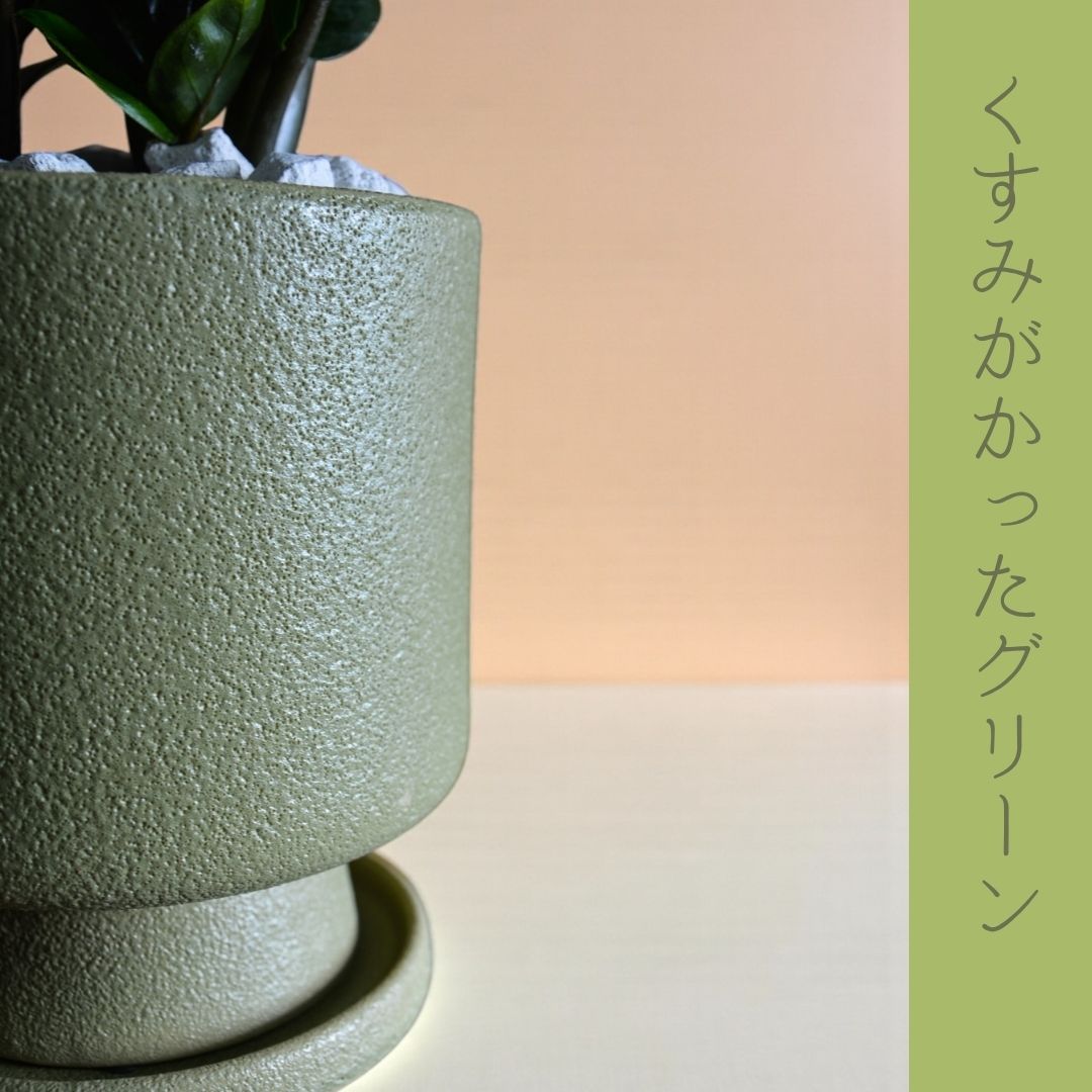 ザミオクルカスゼンジー