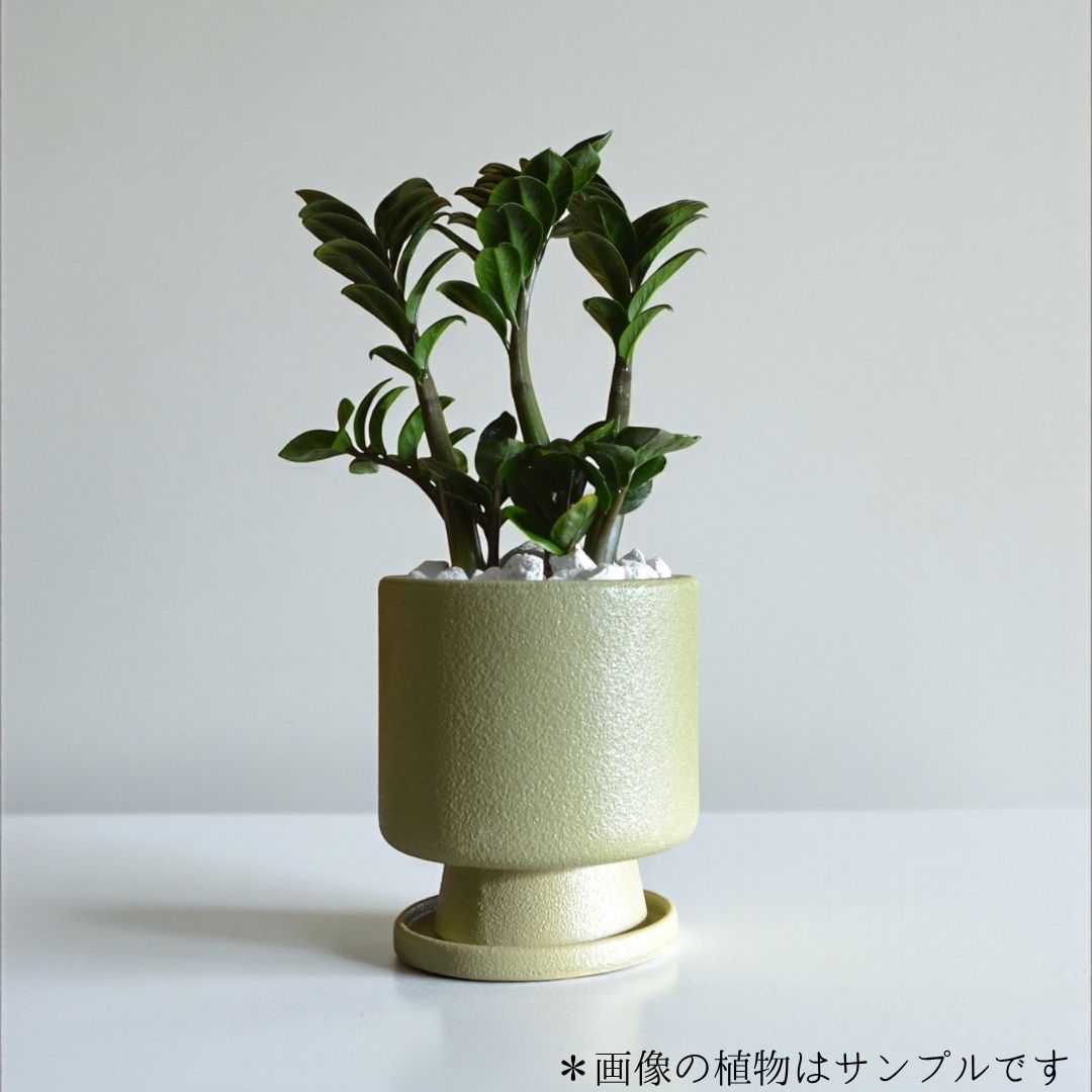 ザミオクルカスゼンジー