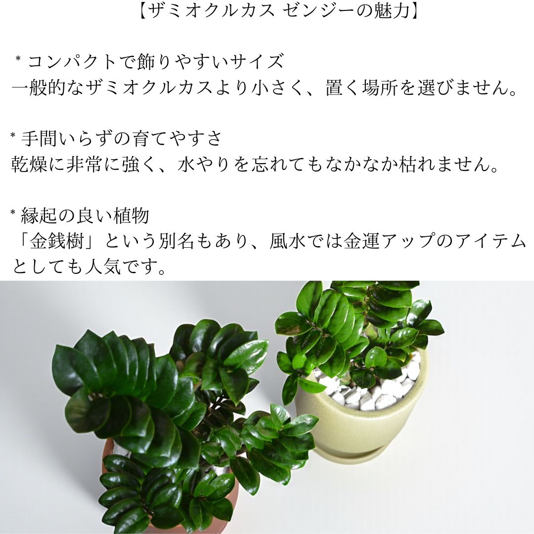 ザミオクルカスゼンジー