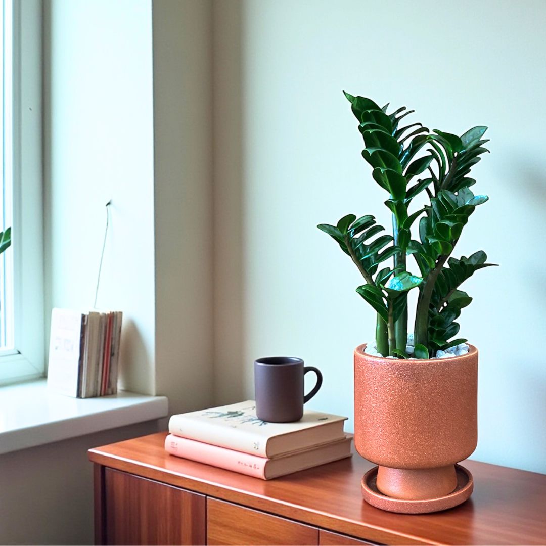 ザミオクルカスゼンジー