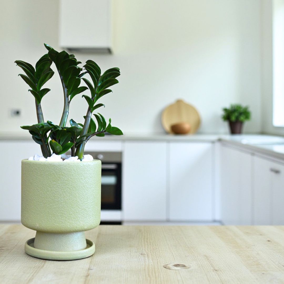 ザミオクルカスゼンジー