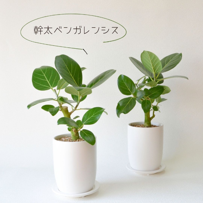 ベンガレンシス