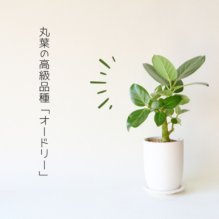 ベンガレンシス