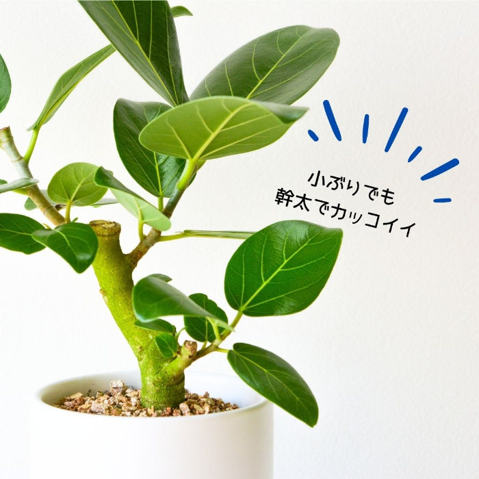 ベンガレンシス