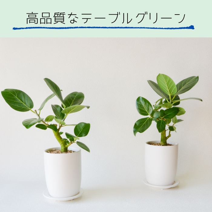 ベンガレンシス