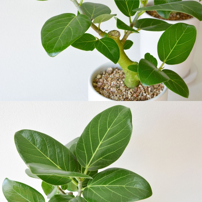 ベンガレンシス