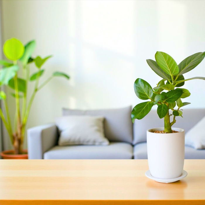 ベンガレンシス