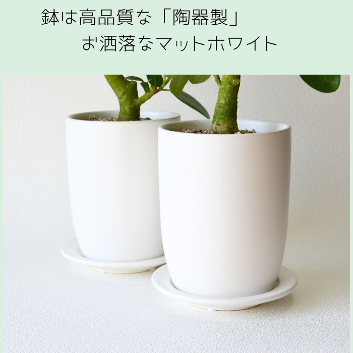 ベンガレンシス