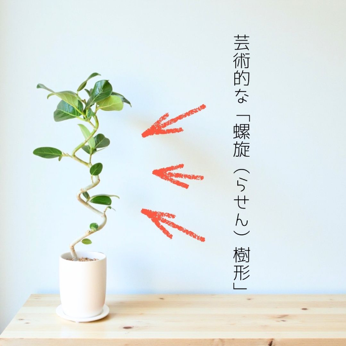 ベンガレンシス