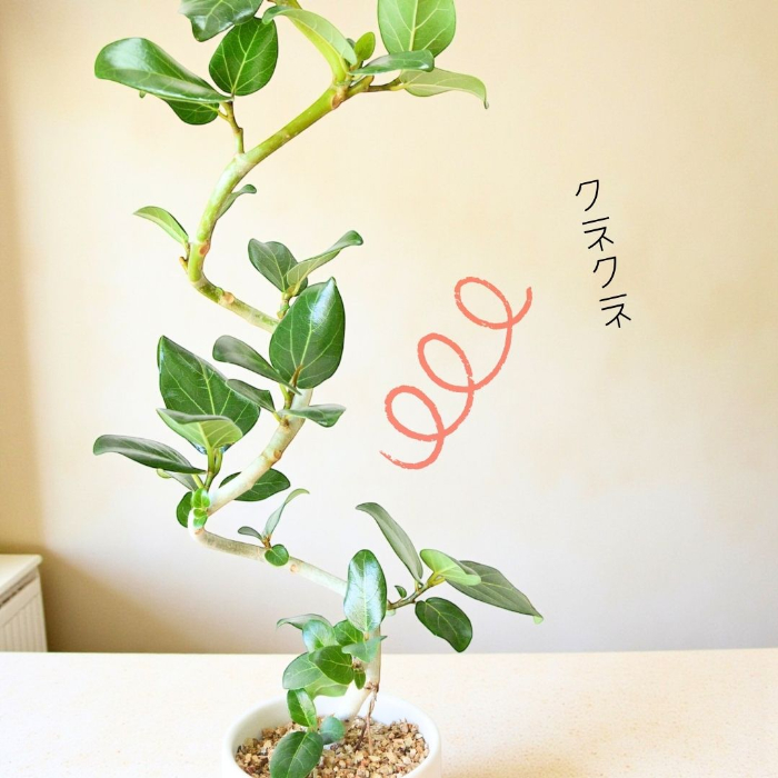 ベンガレンシス