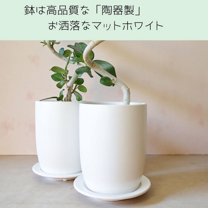 ベンガレンシス