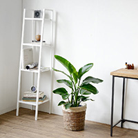 ストレリチア・オーガスタ