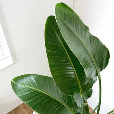 ストレリチア・オーガスタ