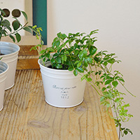 シュガーバイン