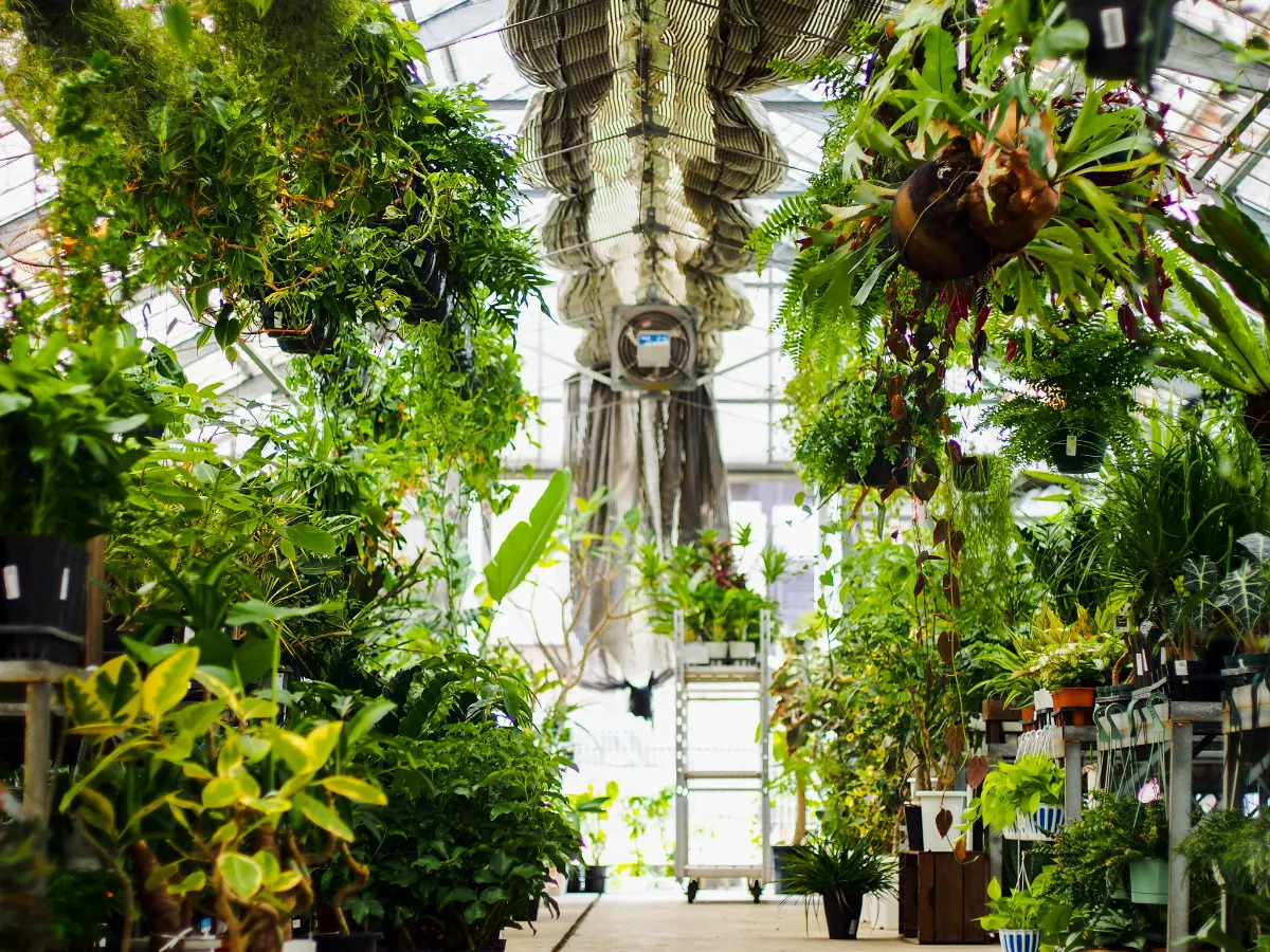 高島屋植物園の観葉植物