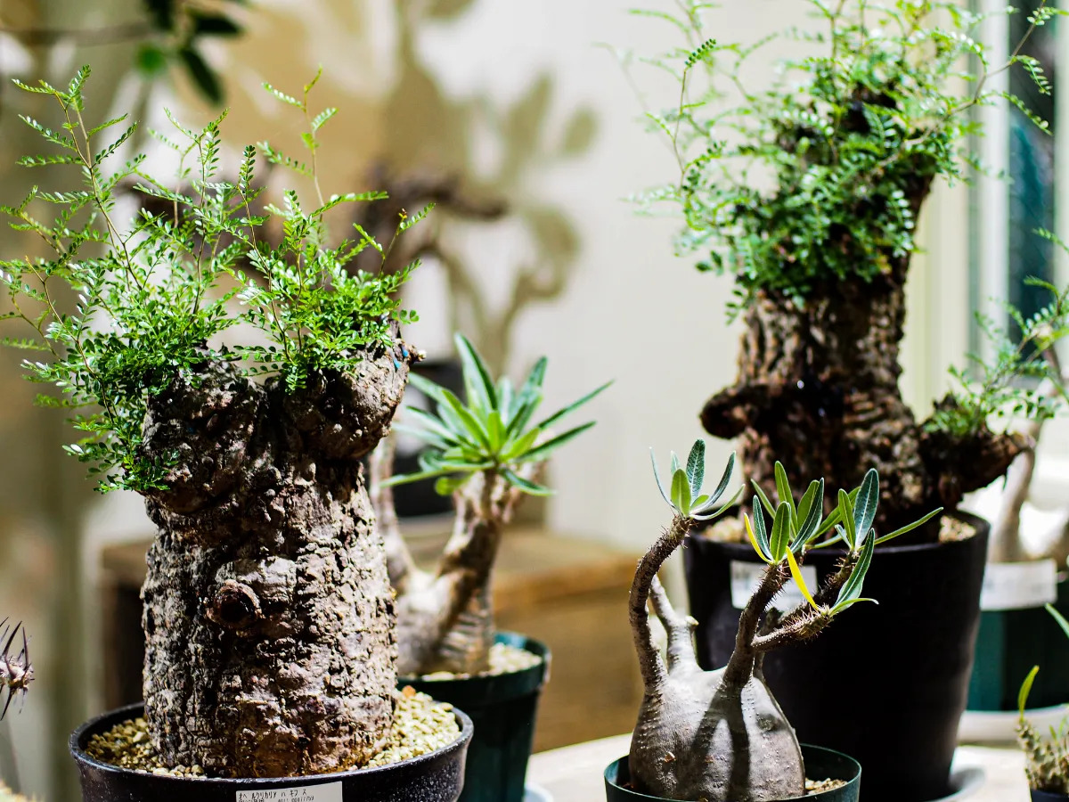 高島屋植物園の塊根植物や珍奇植物