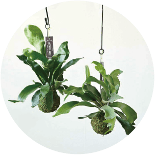 おしゃれ観葉植物