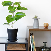 フィカス・ウンベラータ