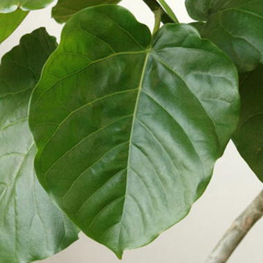 フィカス・ウンベラータ