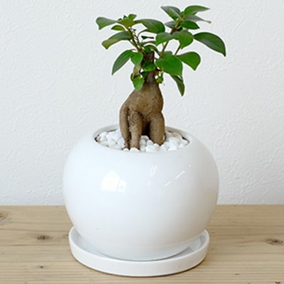 テーブルサイズ