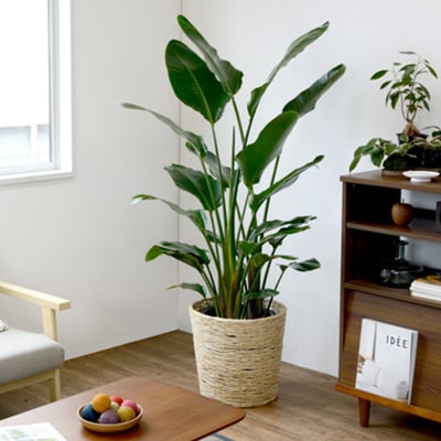 フロアサイズ大