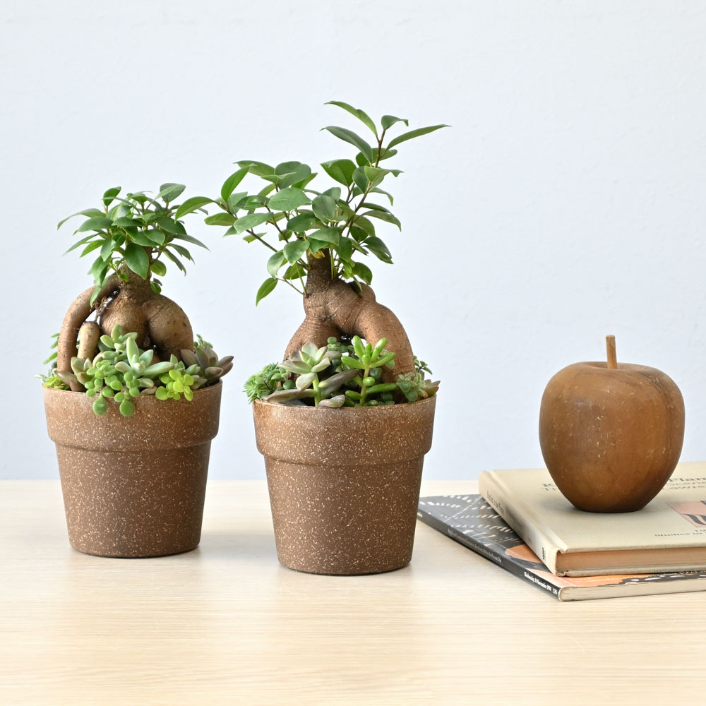 ガジュマル庭園