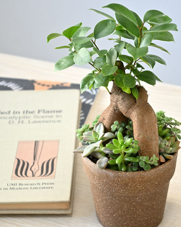 ガジュマル庭園