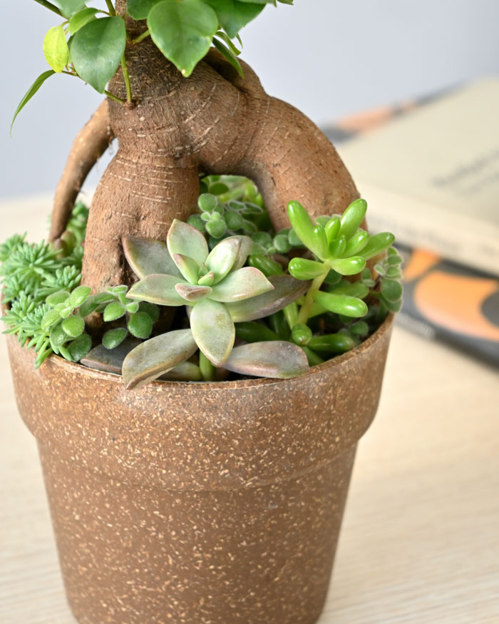 ガジュマル庭園