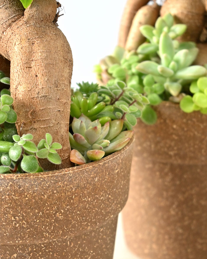 ガジュマル庭園