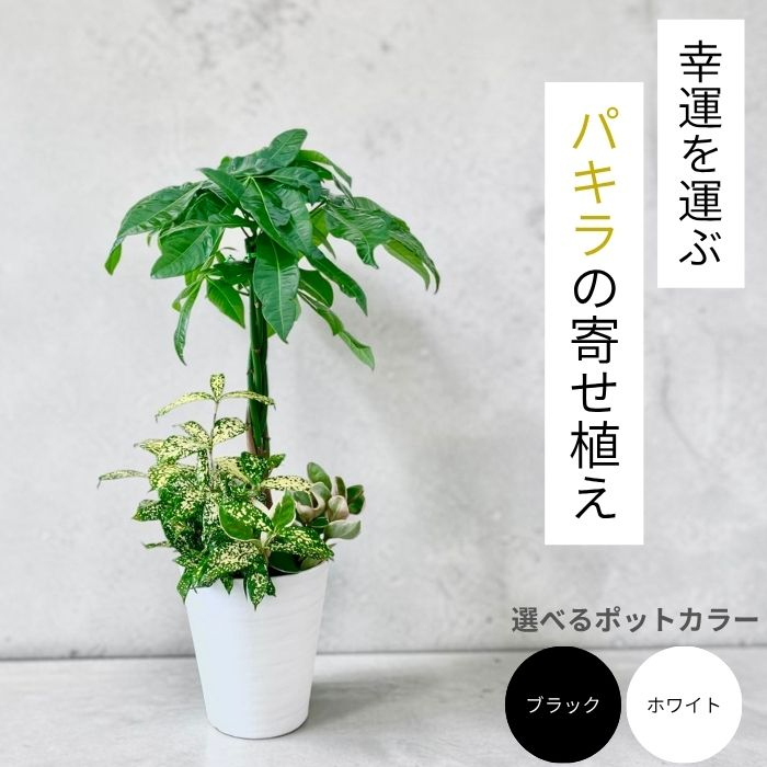 パキラ