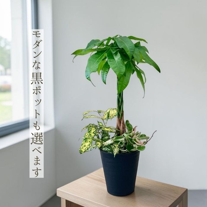 パキラ