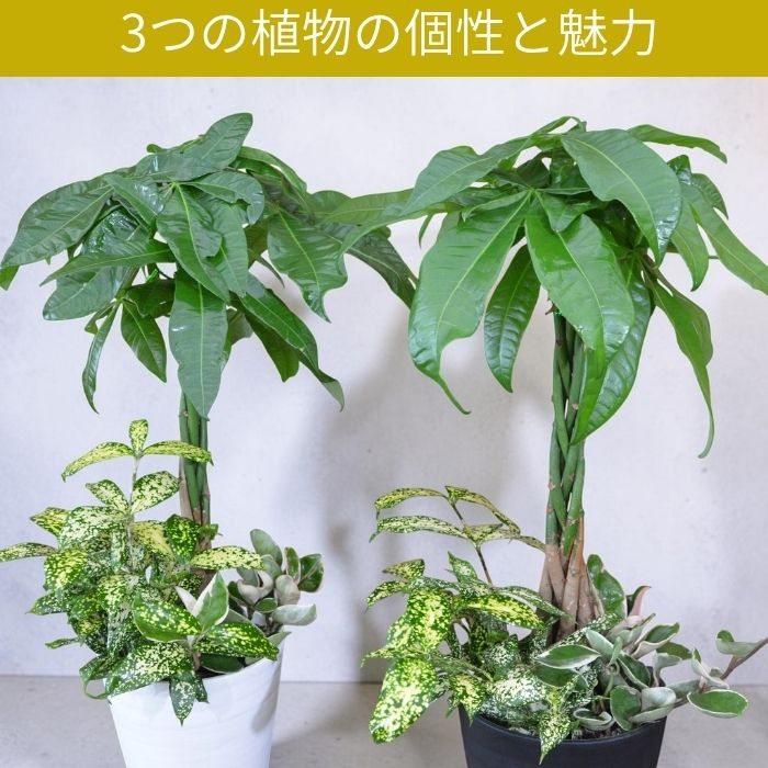 多幸の樹 ガジュマル