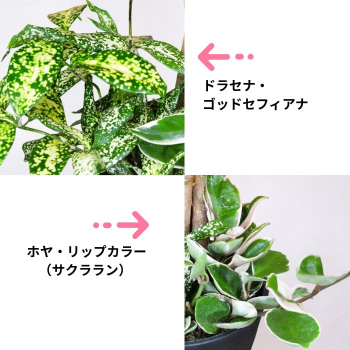 パキラ