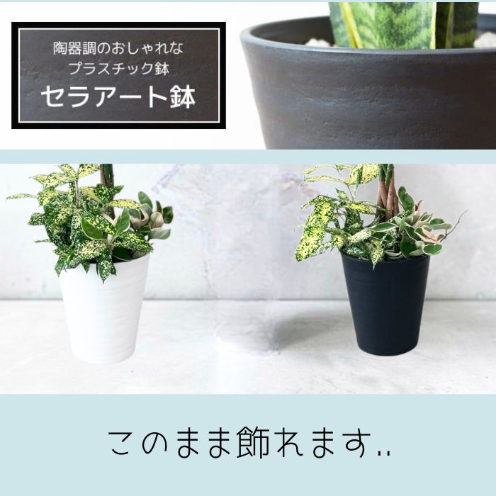 パキラ