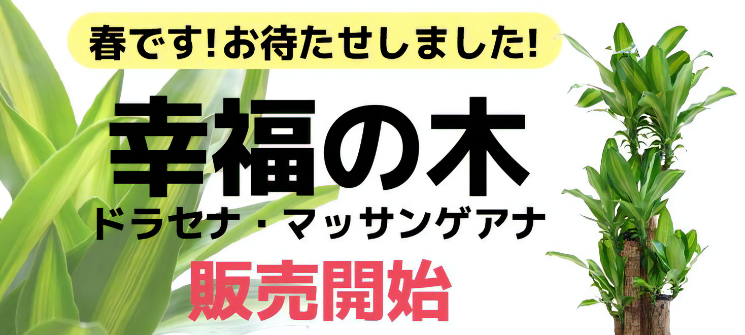 幸福の木販売開始